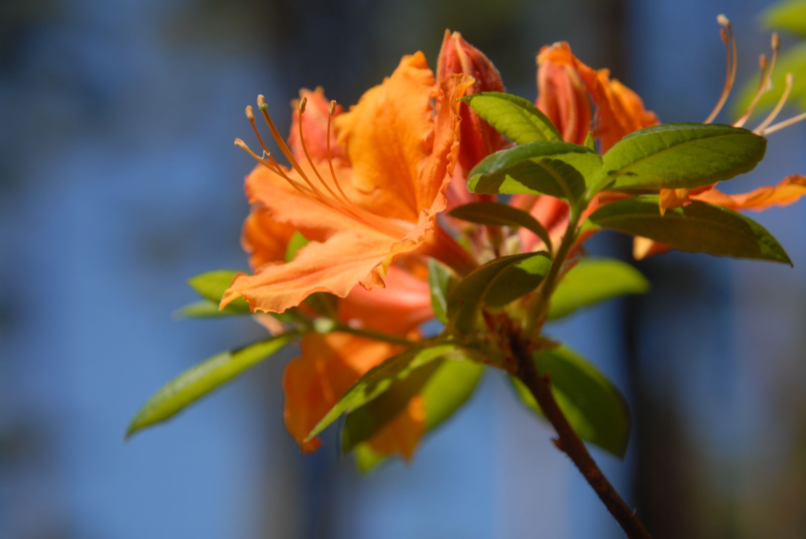 In Babite blooms rhododendron