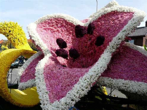 festival, flower, Holland, photo, tulip