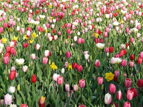 festival, flower, Holland, photo, tulip