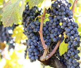 Cabernet Sauvignon, California, Chardonnay, grapes, Pinot Noir, Shiraz, wine, Zinfandel