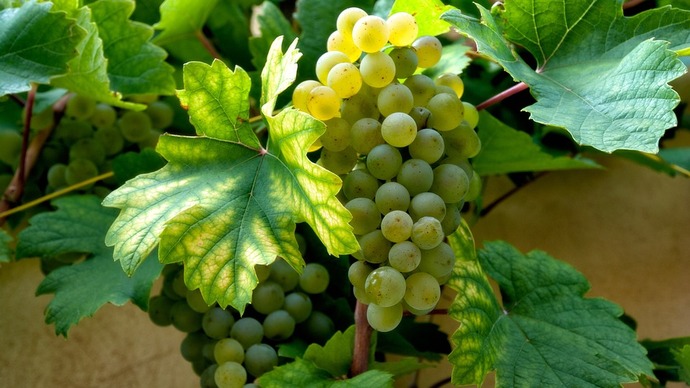Chardonnay Wines