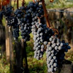 etna, italy, mediterranean, pleasure, sicily, volcano, wine