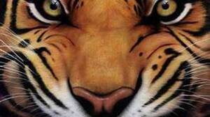 Sales Management Tiger 2011