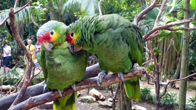 Greetings from Mexico - Cancún, Xcaret Mexico Park