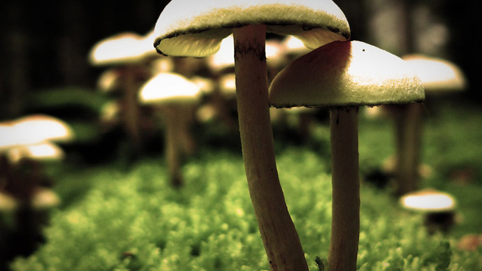 You've Got to Eat the Mushroom