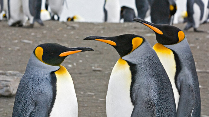 The Penguin
