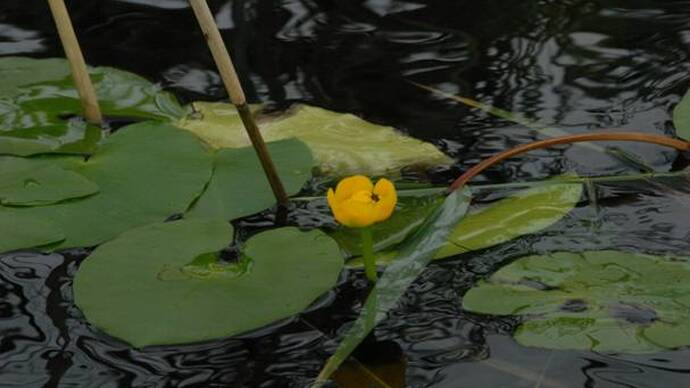 For Lovers of Peaceful Rest