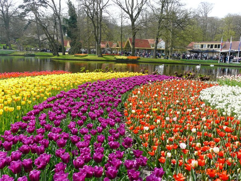 festival, flower, Holland, photo, tulip