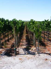 Cabernet Sauvignon, California, Chardonnay, grapes, Pinot Noir, Shiraz, wine, Zinfandel