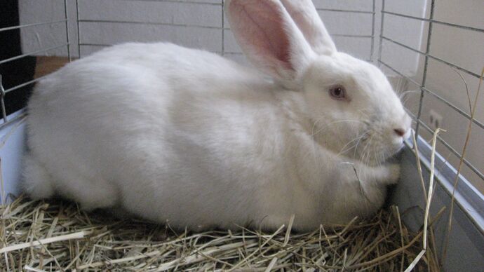 Rabbit Exhibition at the Nature Museum