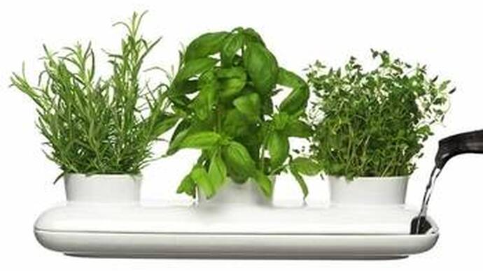 The First Herb Festival in Latvia