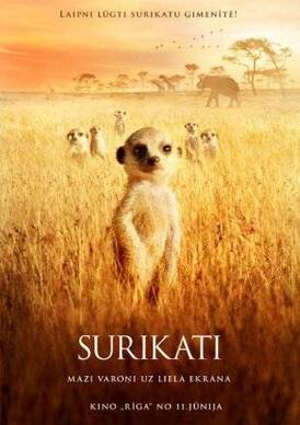 Meerkats