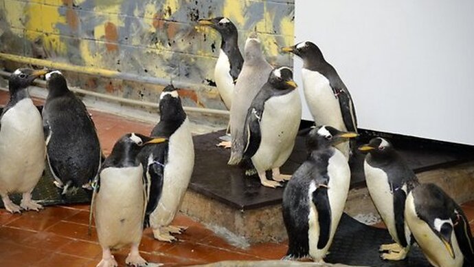17 Penguins at Riga Zoo