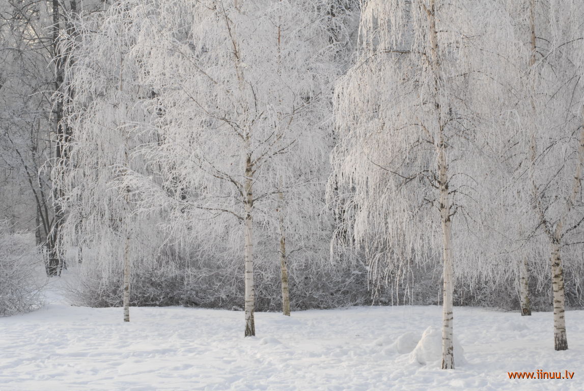 photo, Riga, winter