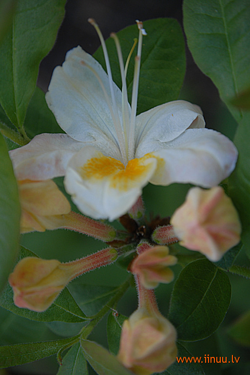 Babite, flower, Latvia, Latvian University, rhododendron, selection