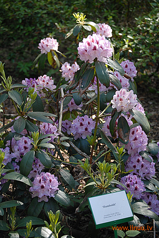 Babite, flower, Latvia, Latvian University, rhododendron, selection