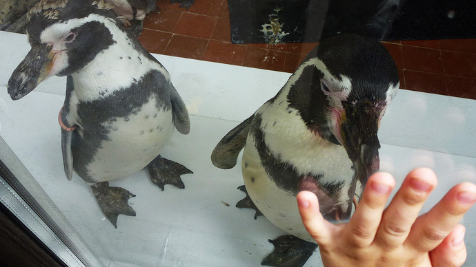 Penguins Are Back at Riga Zoo